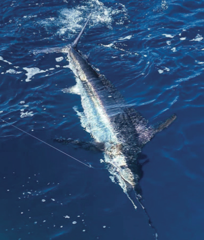 Baja: winter settles in with sierra, yellowtail and marlin