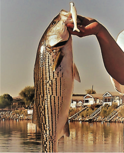 Trolling For Trophy Stripped Bass