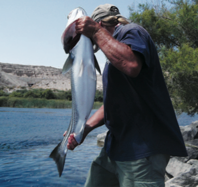 Rigging swimbaits for striped bass