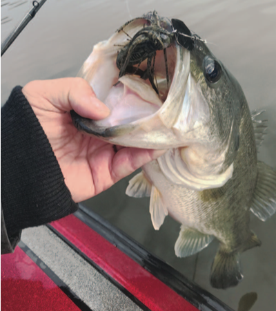 Early spring surfperch