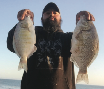 Barred Surf Perch beginning to spawn