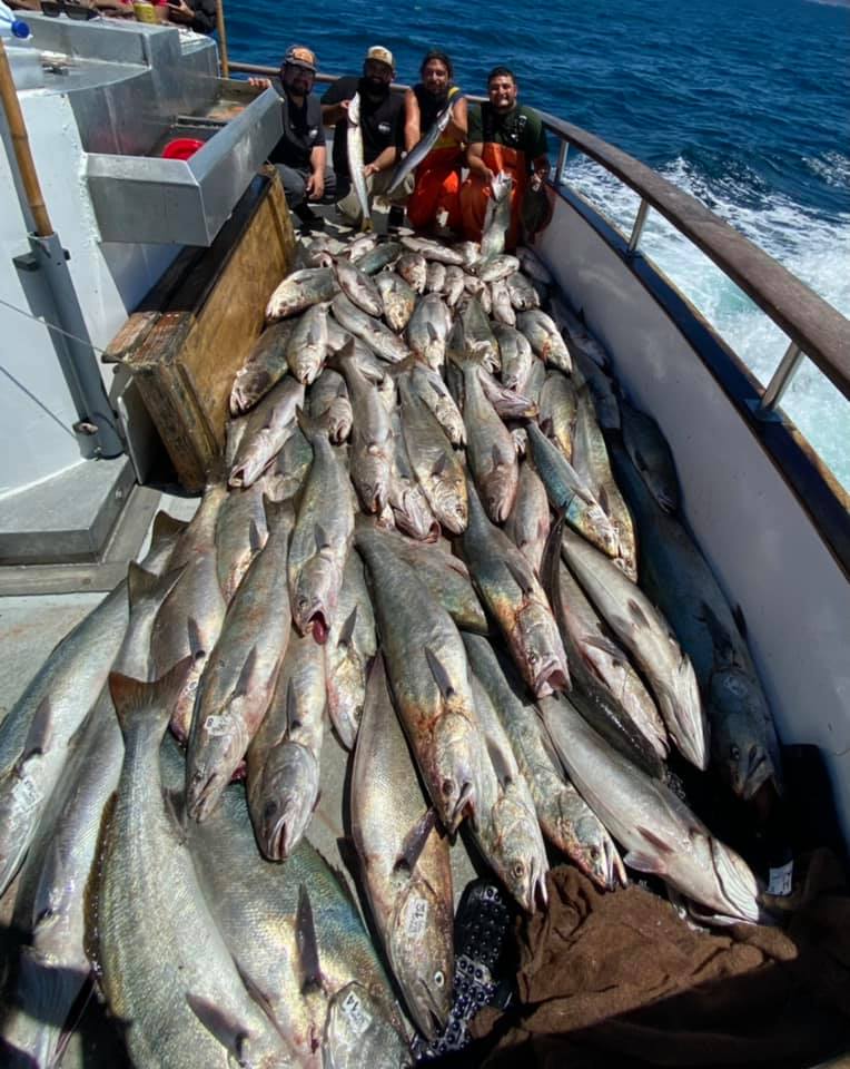 White Seabass, Halibut and more! – Channel Islands Sportfishing