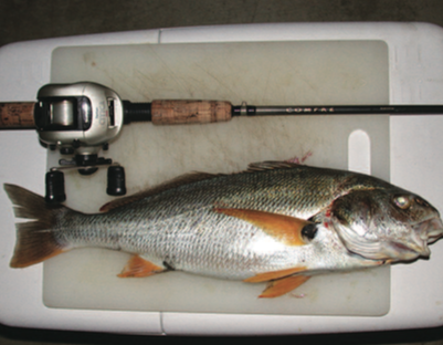 Surf fishing: variety from shore