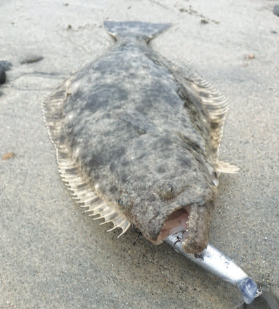 Walleye Surfperch - Pier Fishing in California