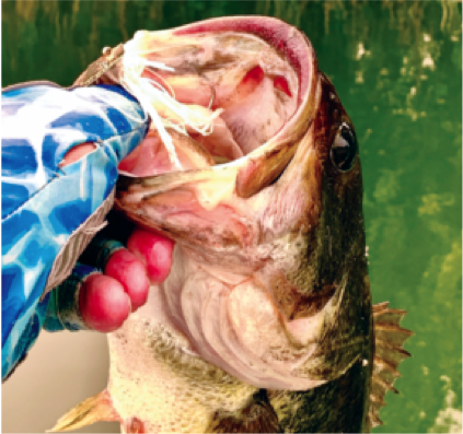 Two patterns that will help you catch more bass this summer
