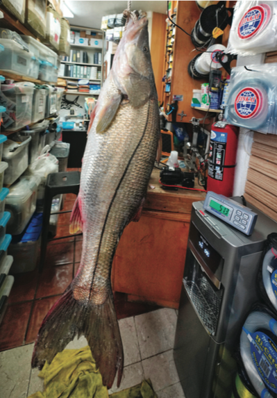 Pending all-tackle record snook a surprise for surfcaster