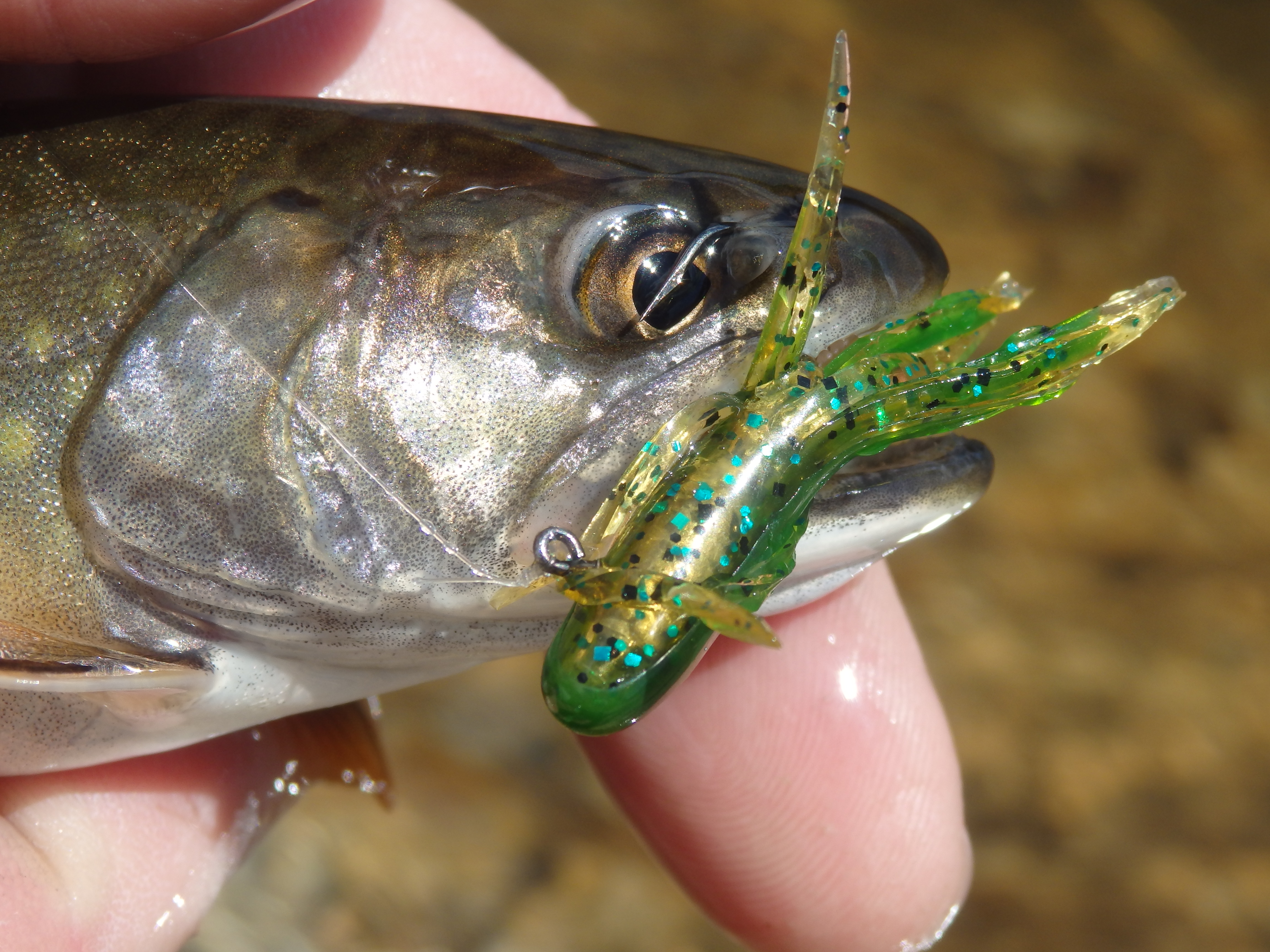 Take off your truck-trout training wheels and chase brookies