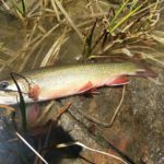 BROOK TROUT