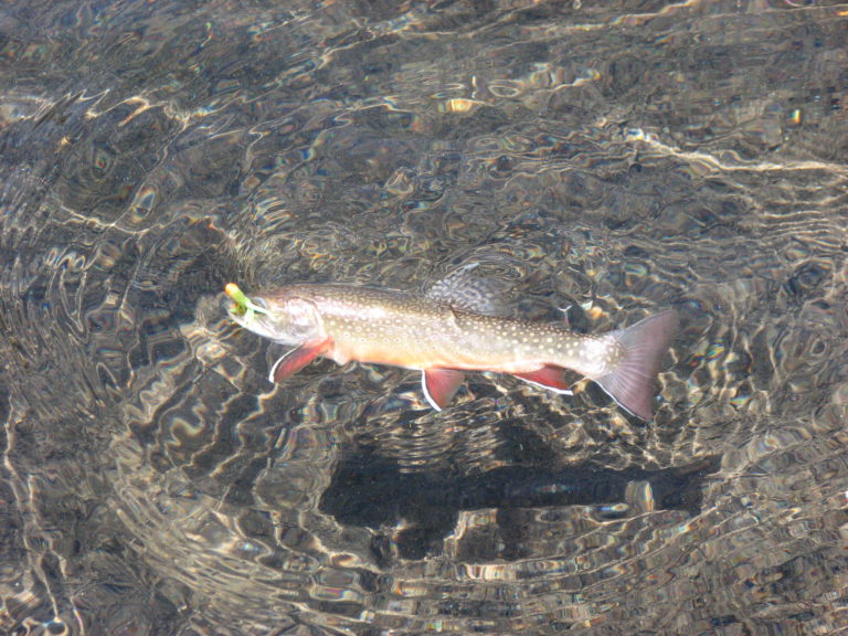 Brook Trout on a Stringer, 15 inch Brookie on my stringer. …