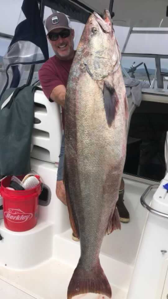 White Sea Bass Charters - Bight Sportfishing