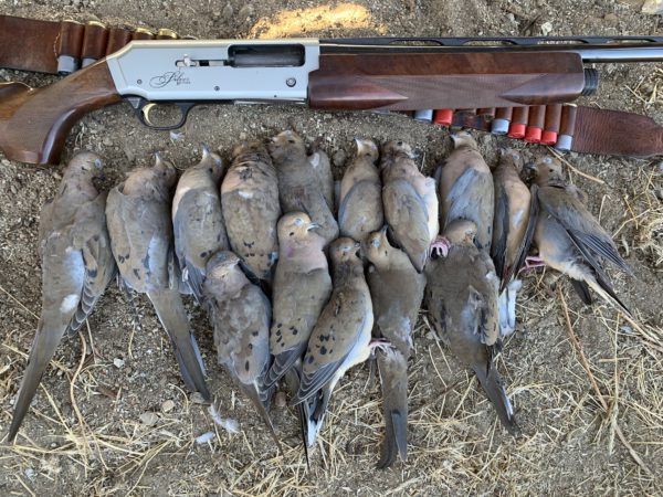 Closing in on dove season | Western Outdoor News