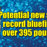 9-17-21-bluefin-1920×600