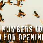 10-15-21-ducks