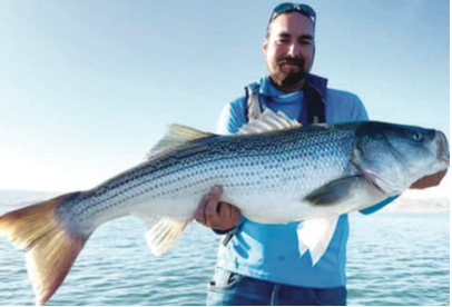 Trophy stripers still swimming in San Luis Aqueduct in spite of historic  low water conditions