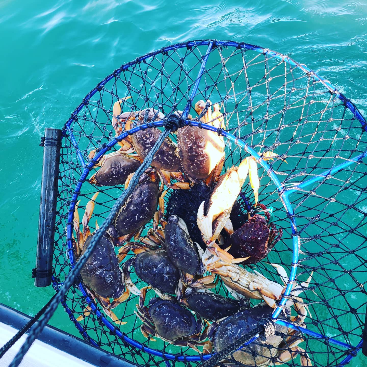 Hoop net Dungeness crab on the Reel Obsession out of Bodega Bay