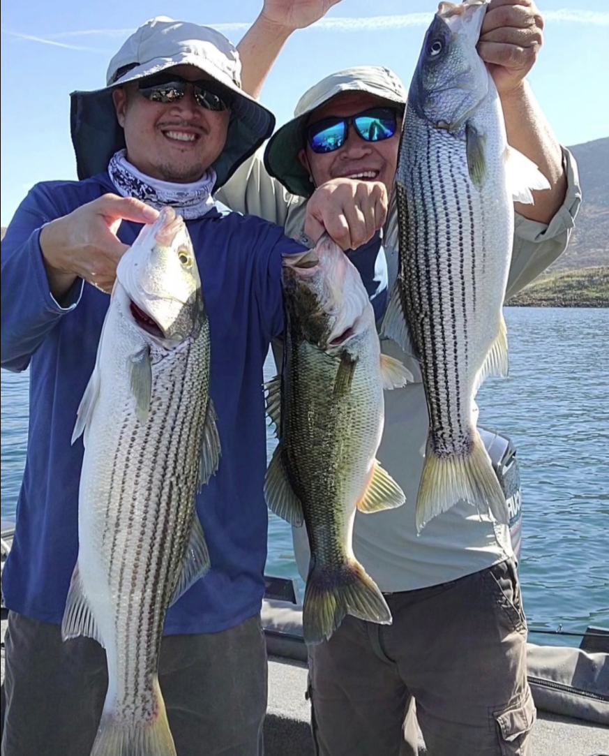 Impressive Striper caught off the - Diamond Valley Marina