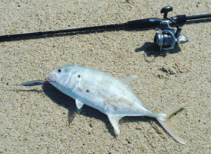 What is the best beginner all purpose fishing rod/reel combo? I want  something that can be used for saltwater + freshwater and can be used to  catch big and small fish. I