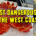 DangerousFish-1920×600-12-24