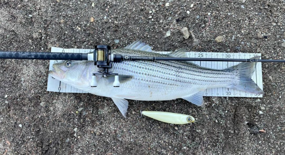 20+ STRIPERS in ONE SPOT Live Shad Fishing for Striped Bass (Castaic  Lake) 