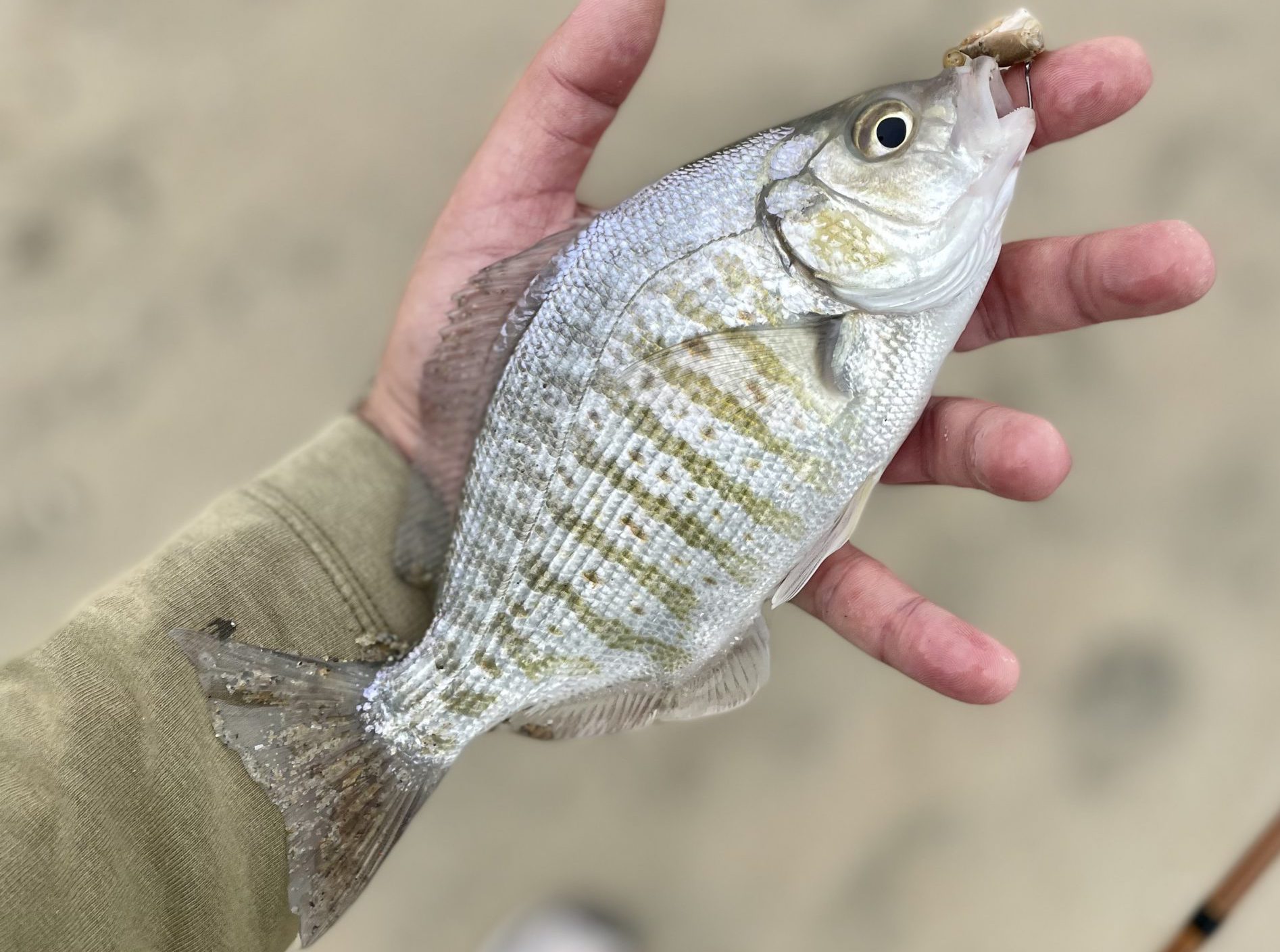 Surf fishing – 5 tips to catch more surfperch on the West Coast this winter