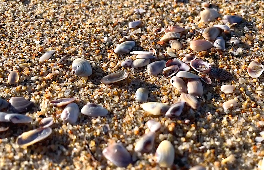 Giant sand crab (Morro Rock Beach) : r/SurfFishing