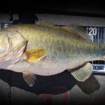Doubl-double-digit-bass-1920×600-1-21