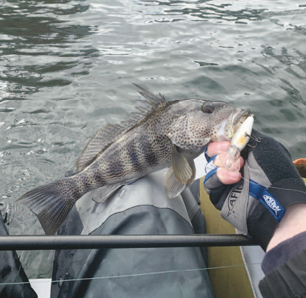 Five key winter bass baits for bays, harbors and breakwaters