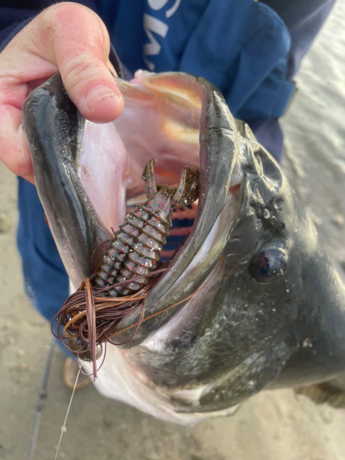 Big DVL largemouth waking up and edging toward prespawn