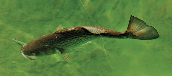 Ten key tips for targeting striped bass in the surfline