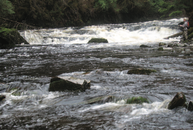 Finding Steelhead: all about water temperature, clarity and flow