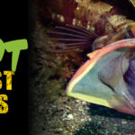 WeirdFish-1920×600-1-14