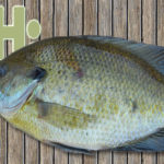 2-panfish-web