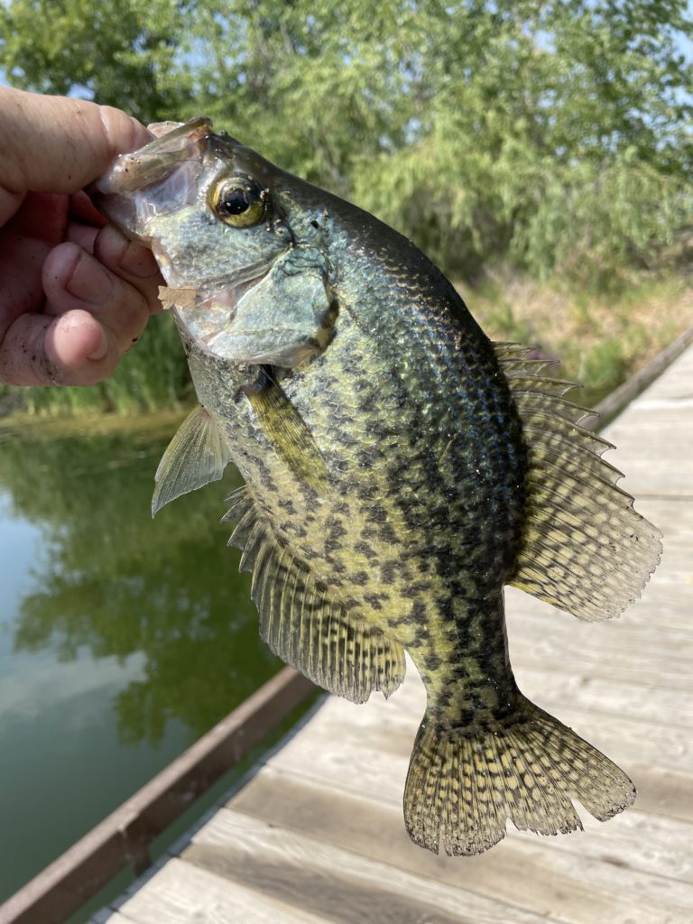 Bobber With A Brain Sr 3 Pack Slip Float w/ 1 Rig Crappie Trout