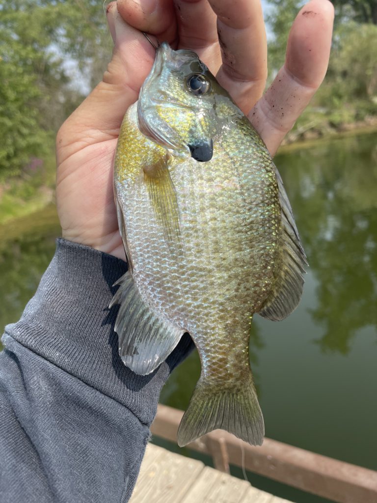 Bobber With A Brain Sr 3 Pack Slip Float w/ 1 Rig Crappie Trout