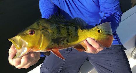 Knee Deep: Dixon Lake's peacock bass