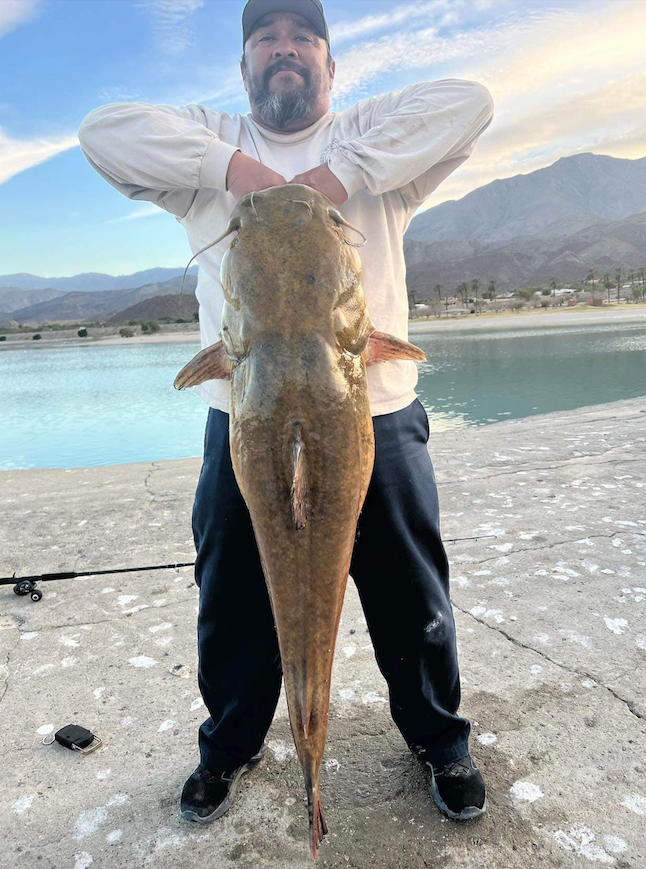 Monster flathead catfish bagged at Lake Cahuilla