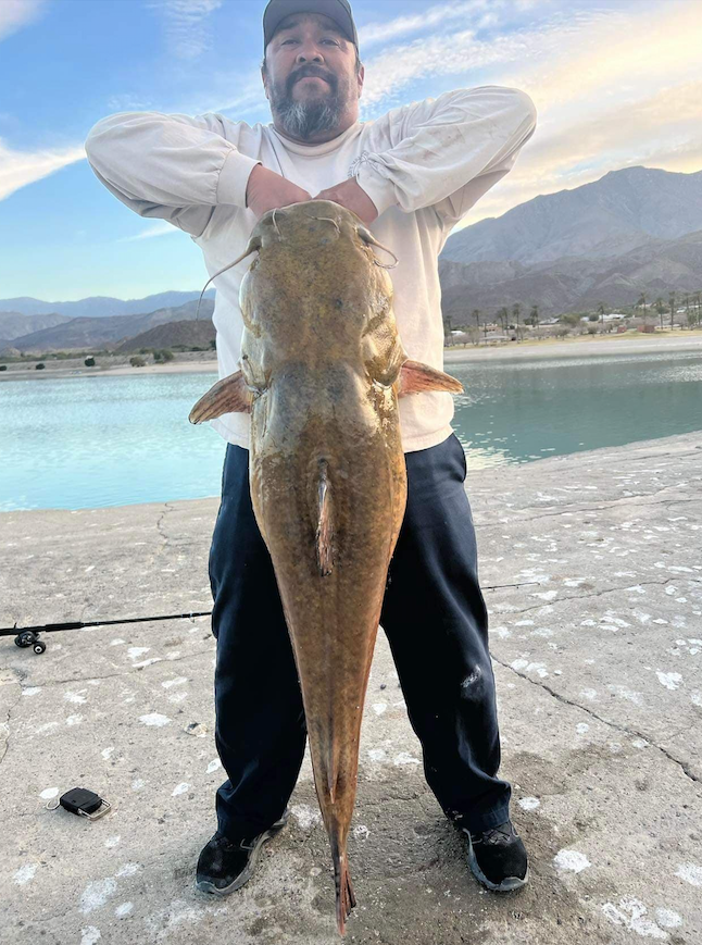 Monster Catfish Fishing