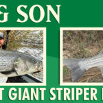 1-Big-Striper-Web