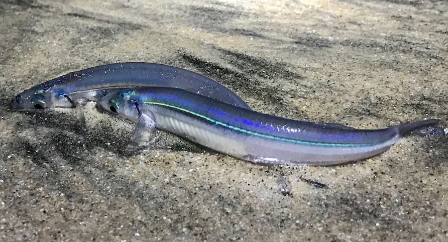 Grunion run fishing 101 | Western Outdoor News