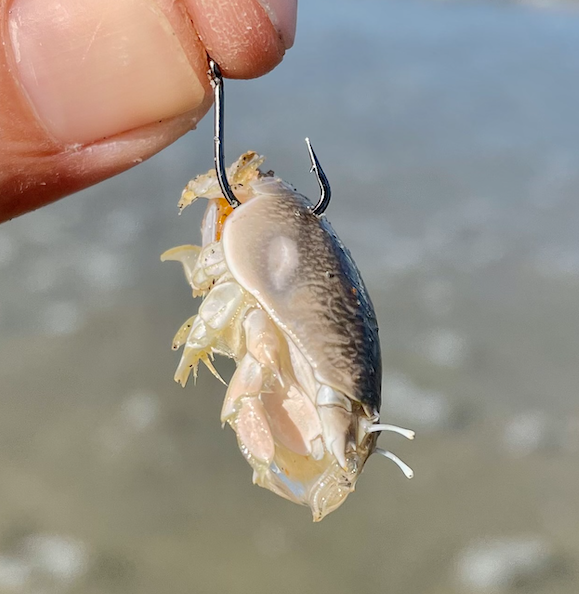 sand crabs or experiments