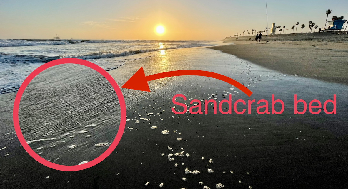 How to catch Sand Crabs