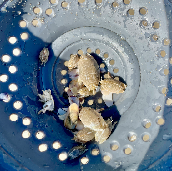 The Best Sand Flea Rake For Catching Sand Crabs - The Angler