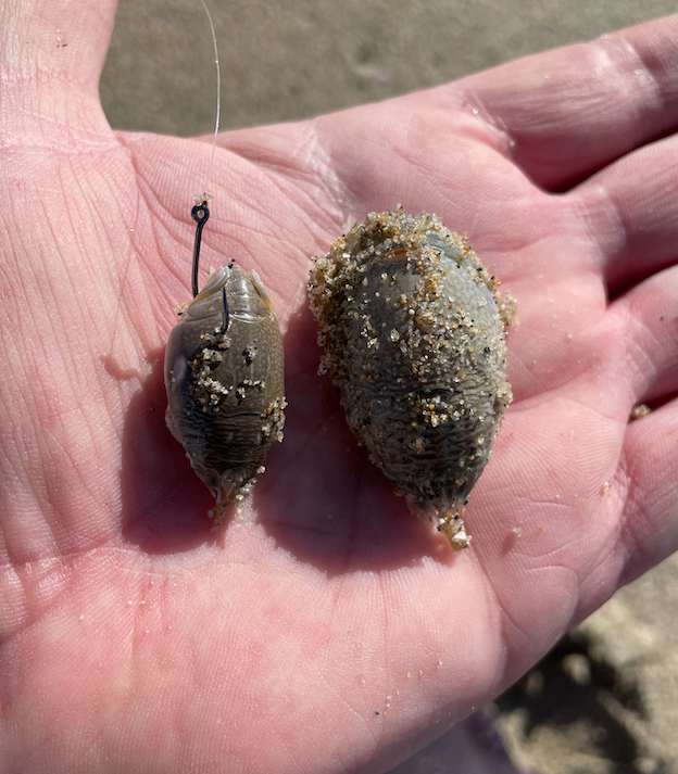  Sand Crab Bait