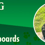 3-FIELD-DOG-web