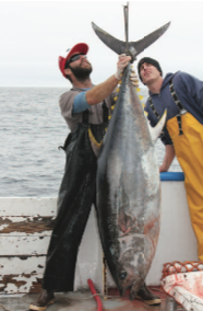 Interesting Facts About Pacific Bluefin Tuna - Bluefiná, Inc.