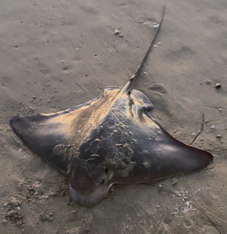 Surf fishing: A ray to remember