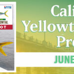 2-CAL-YELLOW-web