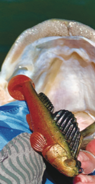 Swimbaits: the easiest bait to throw for spring bass