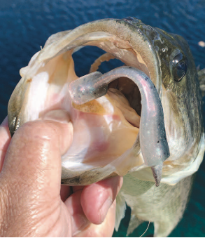 Swimbaits: the easiest bait to throw for spring bass