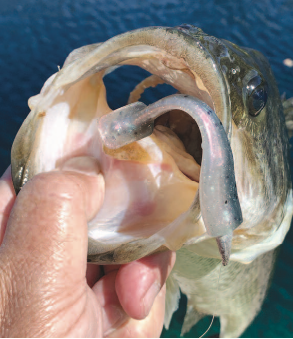 How And When To Fish Small Swimbaits 